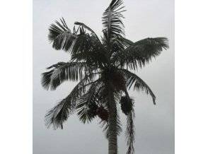 Le palmier à cire : plantation, entretien et utilisation