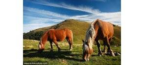 Apprendre à faire du cheval