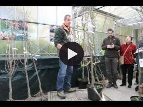 Vidéo: Taille des arbres fruitiers