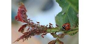 Les coccinelles, des insectes alliés du jardinier