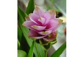 Le curcuma