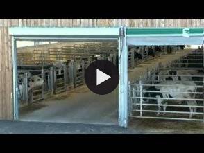 Vidéo: Reportage écologie : Adieu veau, vache, cochon, couvée (végétarien)