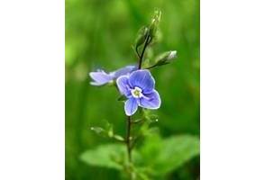 La fleur véronique