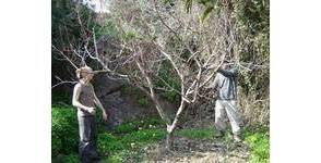 Comment tailler les arbres fruitiers ?