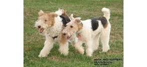 Les terriers