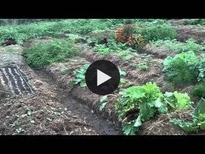 Vidéo: jardin potager.MOV