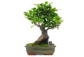 Tailler un bonsaï ficus