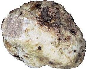 Les caractéristiques de la truffe blanche