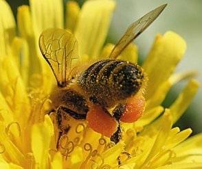 Pourquoi les abeilles sont-elles essentielles à l'équilibre écologique ?