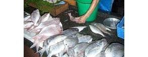 Le métier d'artisan poissonnier