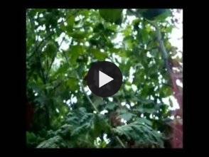 Vidéo: Permaculture foret comestible : "Jardin des Fraternités Ouvrières" en Belgique