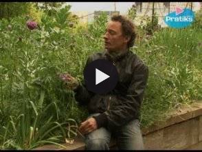 Vidéo: Comment utiliser les engrais verts ?