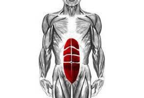 Musculation du grand droit 