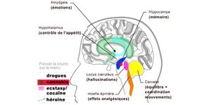 Le cannabis et ses dangers