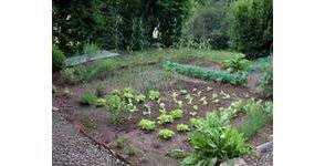 Que planter dans son premier potager ?