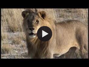 Vidéo: Safari en Afrique australe - Aventure Transkalaharienne