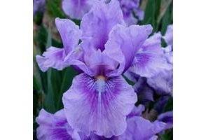 L'iris 