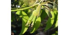 La plante médicinale griffonia