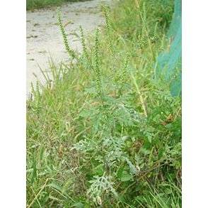 Ambrosia artemisiifolia : la menace verte