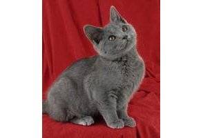 Le chat chartreux