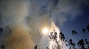 Incendies de forêt et plantations d'eucalyptus 