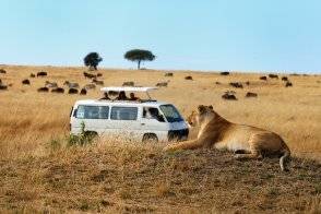 Prix d'un safari en Afrique du Sud