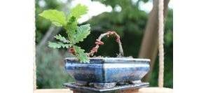 Faire un Bonsaï de chêne