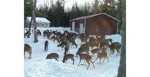 La chasse au chevreuil