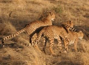 La meilleure saison pour un safari en Afrique