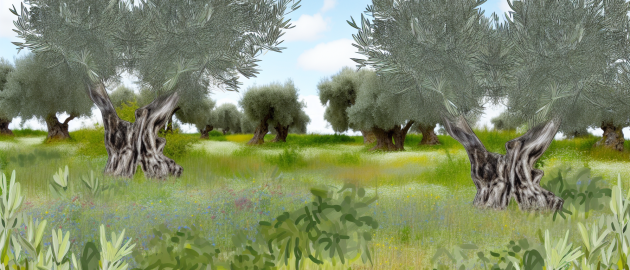 Comment tailler un pied d'olivier ?